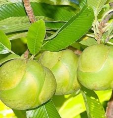 Elephanti Apple - Fil Elması  Fidanı