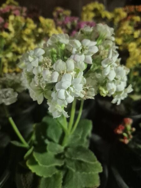 Kalanchoe Fidanı Mix-Üzeri Çiçekli