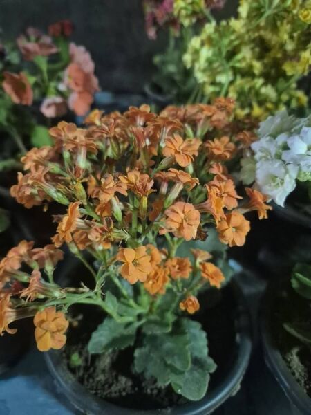 Kalanchoe Fidanı Mix-Üzeri Çiçekli