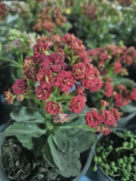 Kalanchoe Fidanı Mix-Üzeri Çiçekli