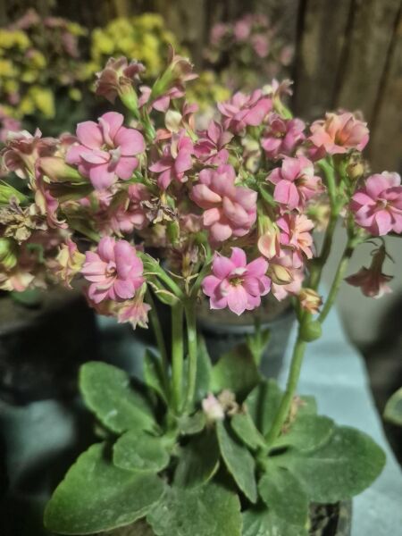 Kalanchoe Fidanı Mix-Üzeri Çiçekli