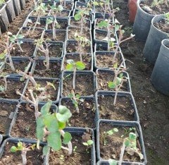 Euphorbia Geroldii (Dikensiz Sütleğen)- 20 cm
