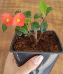 Euphorbia Geroldii (Dikensiz Sütleğen)- 20 cm