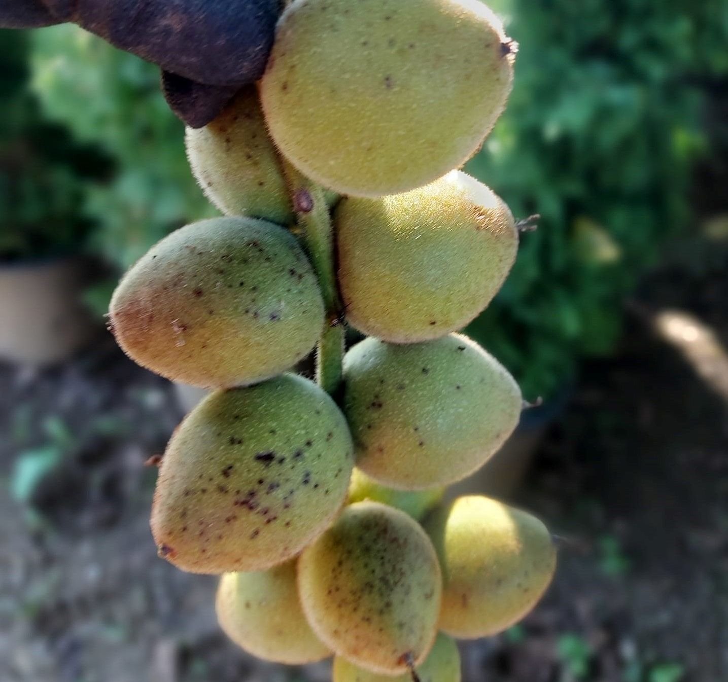 Salkım Şeklinde Meyveli Kalp Cevizi Fidanı 40 - 80 cm