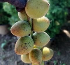 Salkım Şeklinde Meyveli Kalp Cevizi Fidanı 30-40 cm