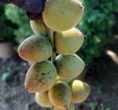 Salkım Şeklinde Meyveli Kalp Cevizi Fidanı 40 - 80 cm