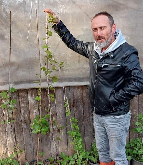 Senecio Tamoides-Kanarya Sarmaşığı Fidanı Anaç Çiçek Açan Fidan 100-170 cm