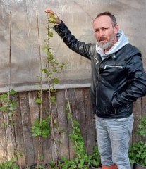 Senecio Tamoides-Kanarya Sarmaşığı Fidanı Anaç Çiçek Açan Fidan 100-170 cm
