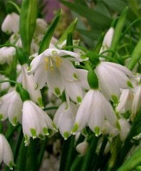 Leucojum Aestivum L. Göl Soğanı Fidanı