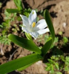 Leucojum Aestivum L. Göl Soğanı Fidanı