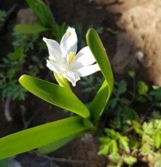 Leucojum Aestivum L. Göl Soğanı Canlı Bitki
