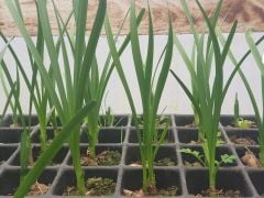 Leucojum Aestivum L. Göl Soğanı Canlı Bitki