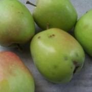 Elma ( Sınap ) Elması Fidanı (Yarı Bodur )