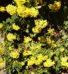 Senecio Tamoides-Kanarya Sarmaşığı Fidanı Anaç Çiçek Açan Fidan 100-170 cm