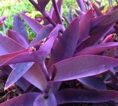 Mor telgraf Çiçeği Fidesi (Tradescantia Pallida Purple Heart)