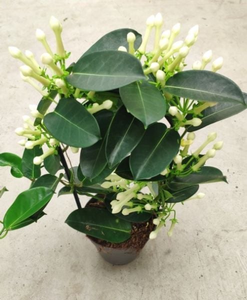 Madagaskar Yasemini ( Stephanotis Floribunda )