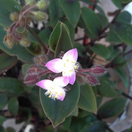 Tradescantia Blossfeldiana-Telgraf Çiçeği