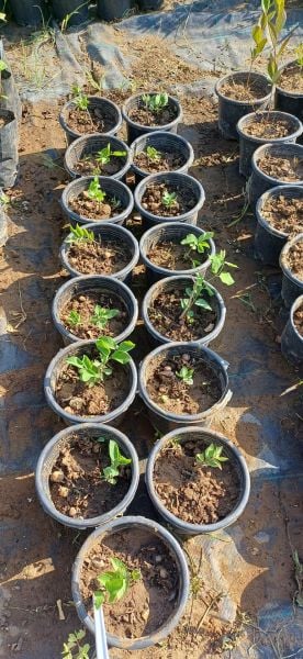 Tatar Hanımeli Fidanı- Pembe Çiçekli-Kokulu 0-20 cm