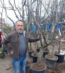 Arap Kızı Elma Fidanı 15-18 Yaş-Boy 250 cm-Gövde Çevresi 34-36 cm