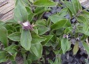 Tradescantia Blossfeldiana-Telgraf Çiçeği