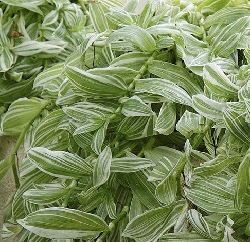 Tradescantia Albiflora Yeşil Beyaz Telgraf Çiçeği Fidesi
