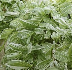 Tradescantia Albiflora Yeşil Beyaz Telgraf Çiçeği Fidesi