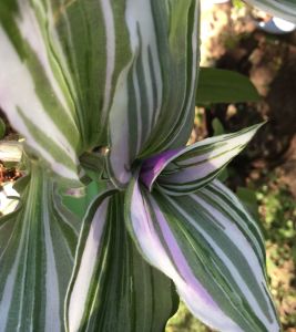 Tradescantia Albiflora Yeşil Beyaz Telgraf Çiçeği Fidesi