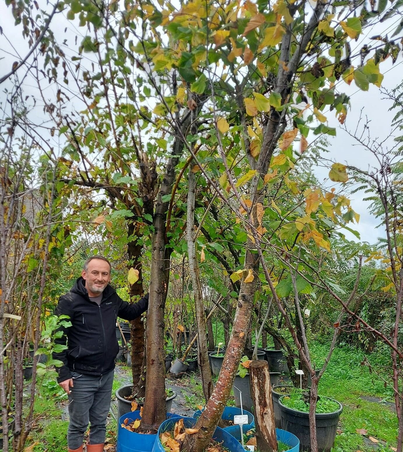 Ihlamur Fidanı 30 Yaş Boy 400 cm-Gövde Çevresi 50 cm