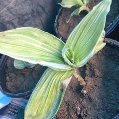 Tradescantia Albiflora Yeşil Beyaz Telgraf Çiçeği Fidesi