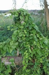 Anredera Cordifolia-Kalp Yaprağı Sarmaşığı