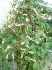 Anredera Cordifolia-Kalp Yaprağı Sarmaşığı