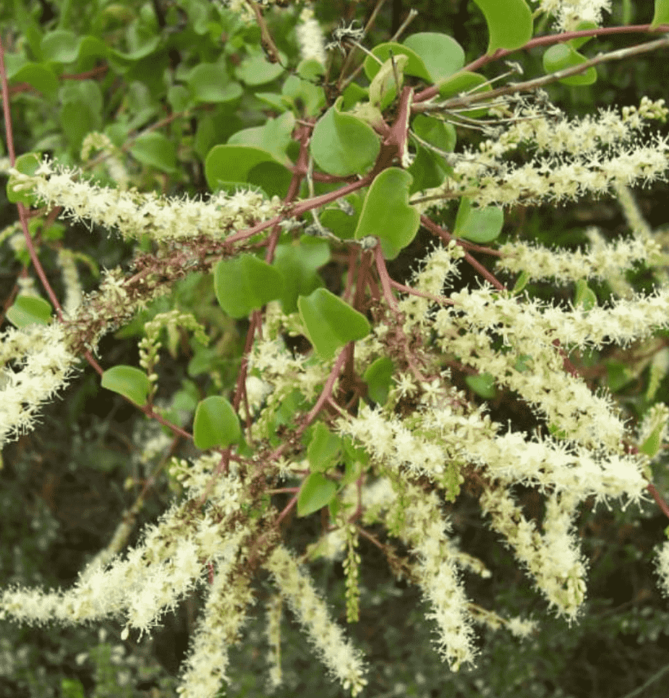 Anredera Cordifolia-Kalp Yaprağı Sarmaşığı
