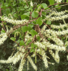 Anredera Cordifolia-Kalp Yaprağı Sarmaşığı