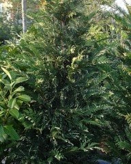 Cupressus Alacalı Leylandi Fidanı 100-130 cm