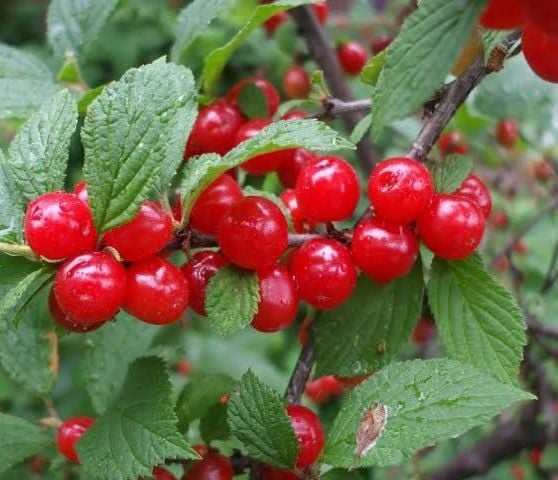 Nanking Cherry Fidanı 80 cm