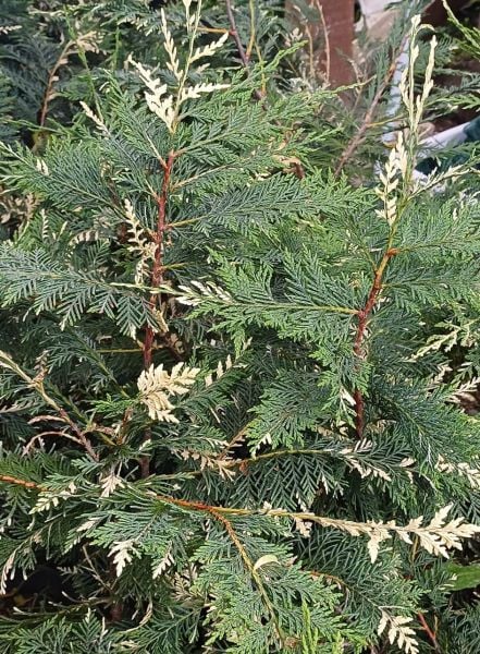 Cupressus Alacalı Leylandi Fidanı 100-130 cm