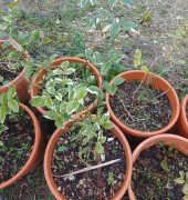 Pandorea Jasminoides Alaca Yapraklı Pandora Yasemini Fidanı Boy 40-60 cm