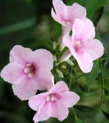 Pandorea Jasminoides Alaca Yapraklı Pandora Yasemini Fidanı Boy 40-60 cm