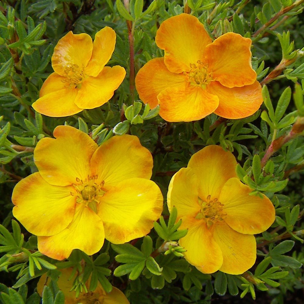Potentilla Fruticosa-Beşparmak Çalısı 30-50 cm