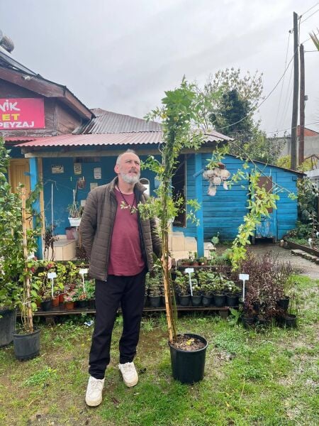 Jasminum Nudiflorum-Sarı Yasemin Fidanı 200 cm