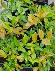 Arap Yasemini Fidanı 50-100 cm-Parfüm Kokulu