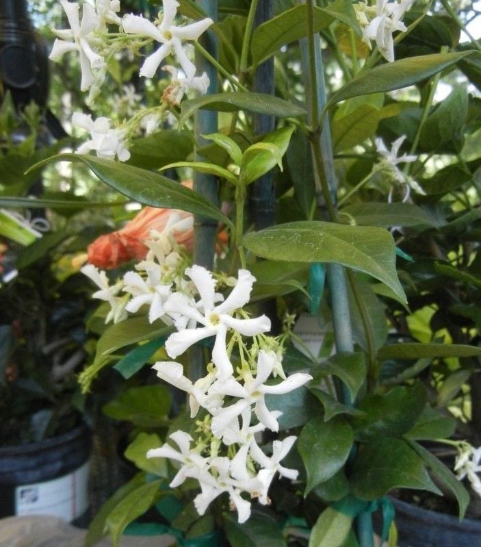 Arap Yasemini Fidanı 50-100 cm-Parfüm Kokulu