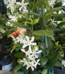 Arap Yasemini Fidanı 50-100 cm-Parfüm Kokulu