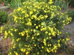 Potentilla Fruticosa-Beşparmak Çalısı 30-50 cm