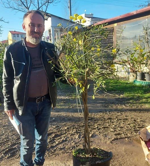 Jasminum Nudiflorum-Sarı Yasemin Fidanı 3 lü Örgülü ve Çiçekli