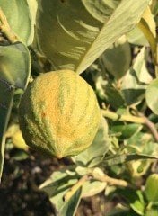 Çekirdeksiz Pembe Alacalı Limon Fidanı 170-200 cm, 5-6 Yaş-Anaç Fidan
