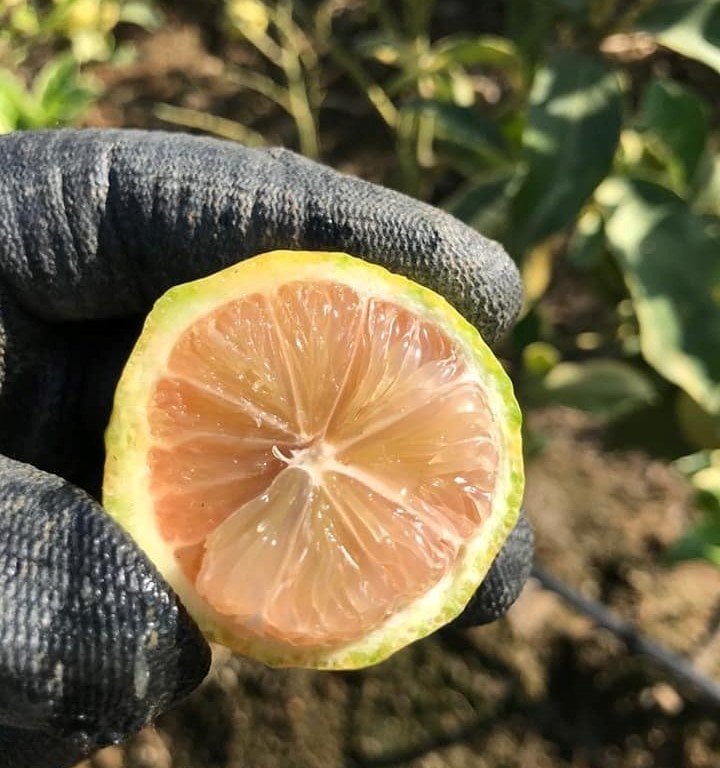 Çekirdeksiz Pembe Alacalı Limon Fidanı 170-200 cm, 5-6 Yaş-Anaç Fidan