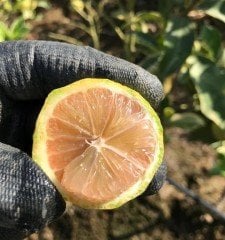 Çekirdeksiz Pembe Alacalı Limon Fidanı 170-200 cm, 5-6 Yaş-Anaç Fidan