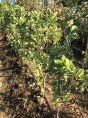Çekirdeksiz Pembe Alacalı Limon Fidanı 170-200 cm, 5-6 Yaş-Anaç Fidan