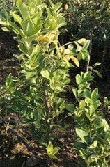 Çekirdeksiz Pembe Alacalı Limon Fidanı 170-200 cm, 5-6 Yaş-Anaç Fidan